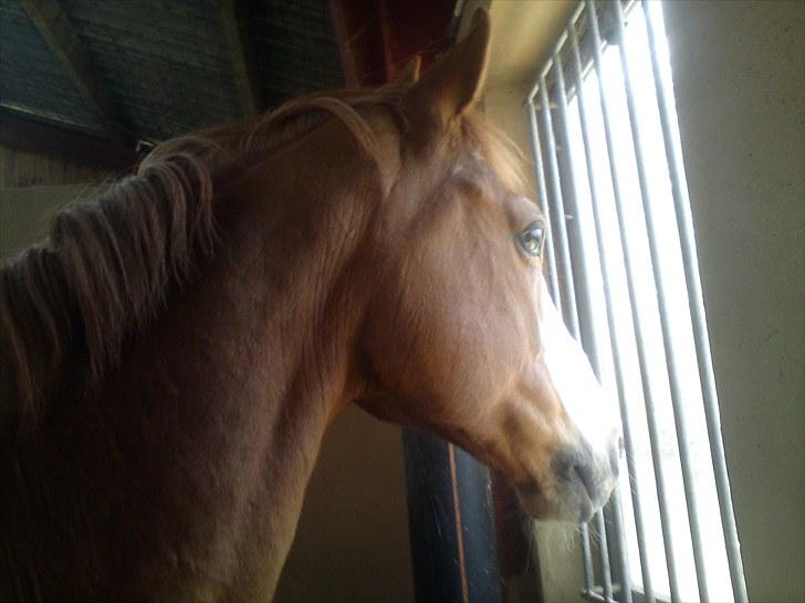 Fransk Varmblod Jeckill du Ry*Solgt* - smukke.. billede 6