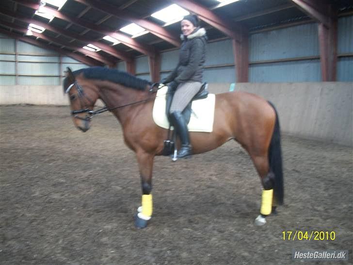 Dansk Varmblod Strandgårdens Cassiopeia SOLGT - Velkommen til cassiopeia´s Profil billede 1