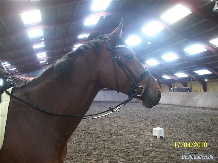 Dansk Varmblod Strandgårdens Cassiopeia SOLGT - Sted: Holsted ridecenter billede 2