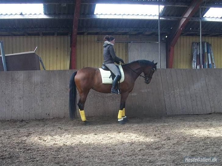 Dansk Varmblod Strandgårdens Cassiopeia SOLGT - Sted: Holsted ridecenter billede 5