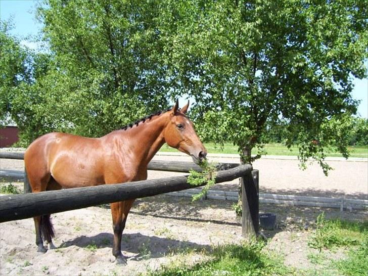 Dansk Varmblod Strandgårdens Cassiopeia SOLGT - Sidste sommer hos tidligere ejer. billede 8