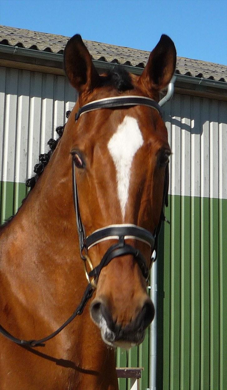 Dansk Varmblod Pentagon K. - 16) Klar til start;-)! billede 16