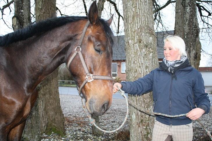 Hollandsk Varmblod Bonjour M  billede 4