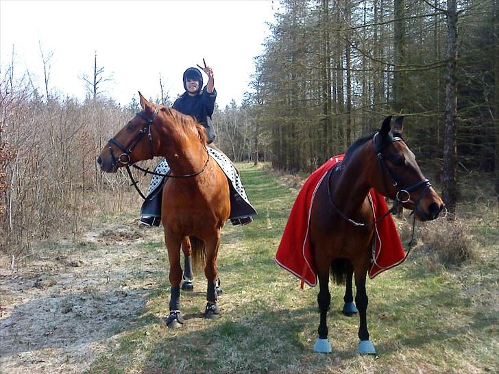 Standardbred great idea - efter en hård undervisnings time... er i skoven med sissel og lavantino  billede 9