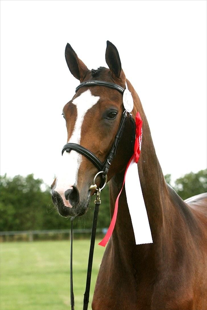 Dansk Varmblod BRDH Whyoni - Fra kåringen - modtog ærespræmie billede 1
