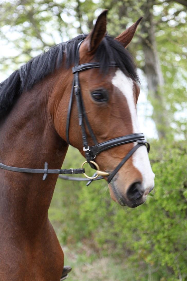 Dansk Varmblod BRDH Whyoni billede 2