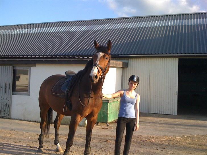 Dansk Varmblod BRDH Whyoni billede 3