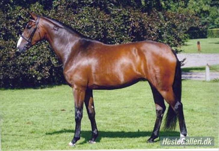 Dansk Varmblod BRDH Whyoni - Eliteskue - modtog bronzemedalje billede 4