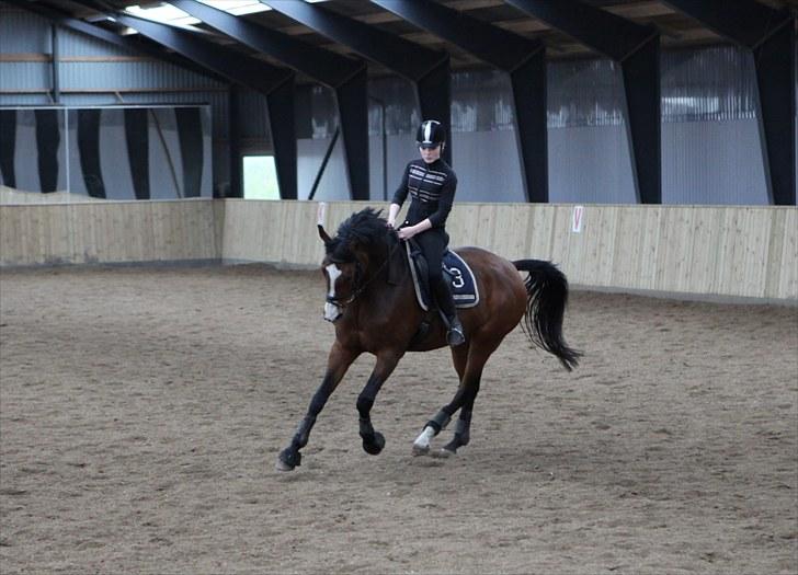 Dansk Varmblod BRDH Whyoni billede 5