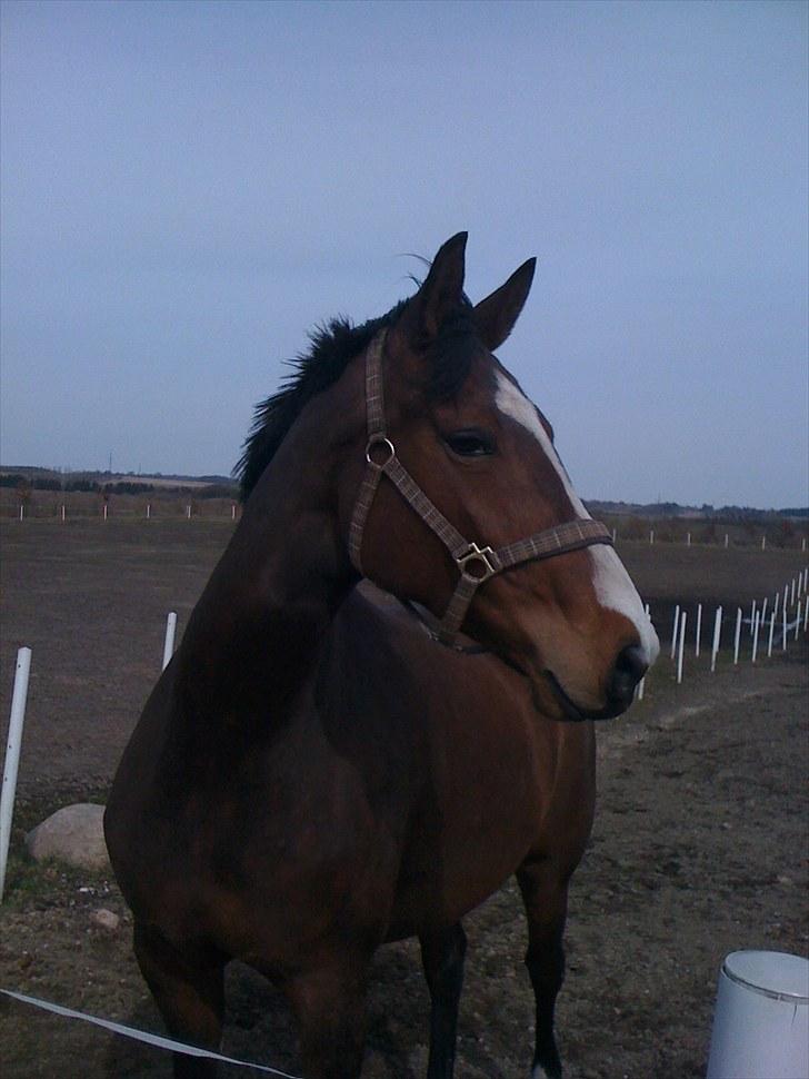 Dansk Varmblod BRDH Whyoni billede 6