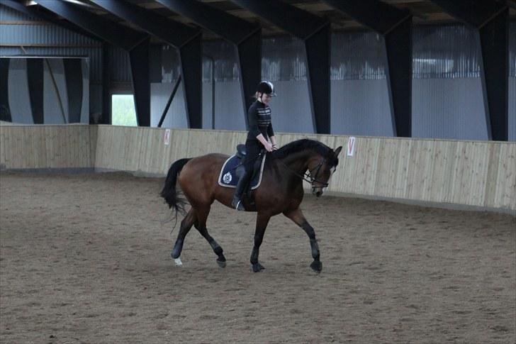 Dansk Varmblod BRDH Whyoni billede 7