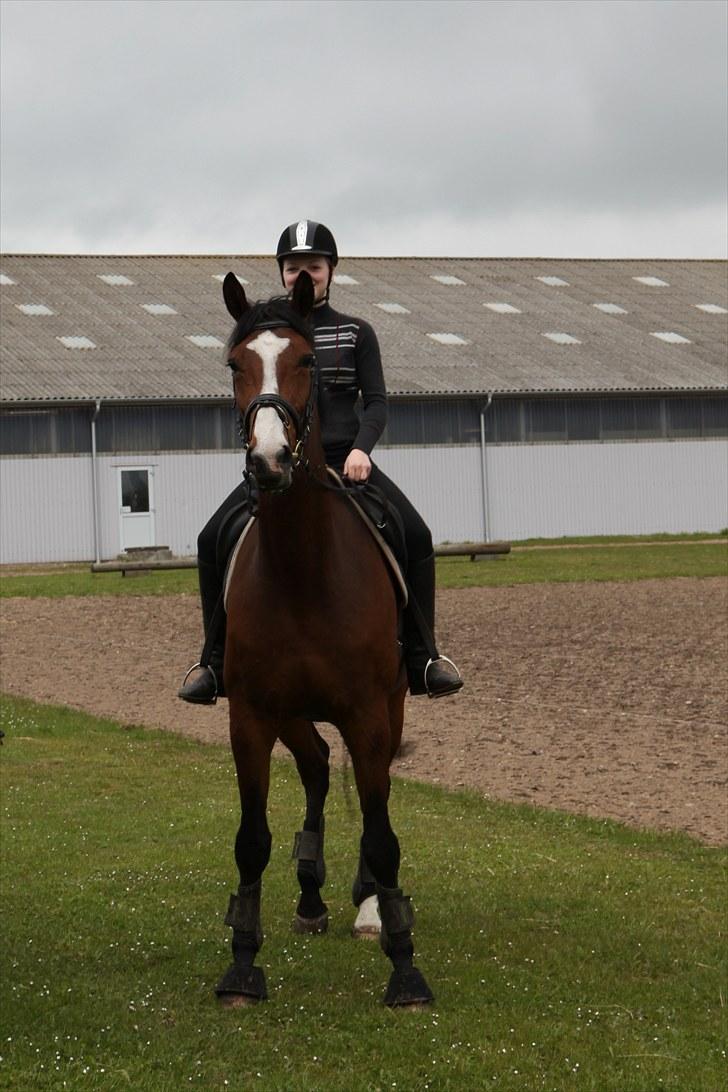 Dansk Varmblod BRDH Whyoni - D. 13. maj 2010 billede 8