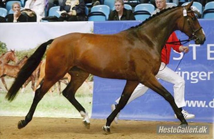 Dansk Varmblod BRDH Whyoni - Eliteskue - dog en lille taktfejl.. billede 9