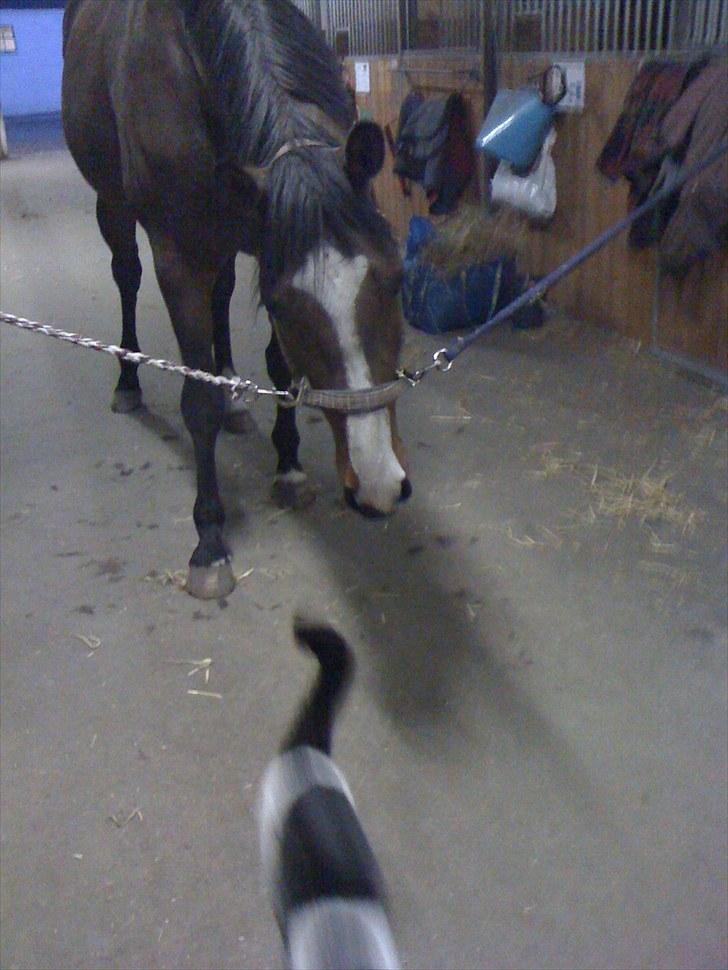 Dansk Varmblod BRDH Whyoni - Sød missekat ;o) billede 10