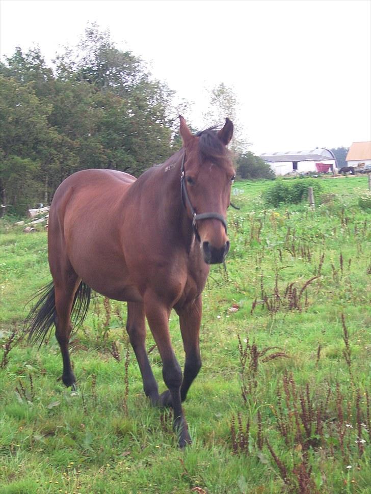 Traver Delphi - Ja ja, er p&#229; vej... billede 2