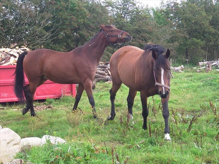 Traver Delphi - Se hvor dygtig jeg er til at jage damer... billede 3