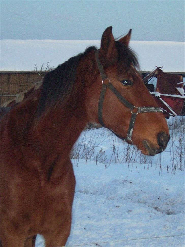 Traver Delphi - Hvad mener du med at jeg har ponypels om vinteren... billede 6