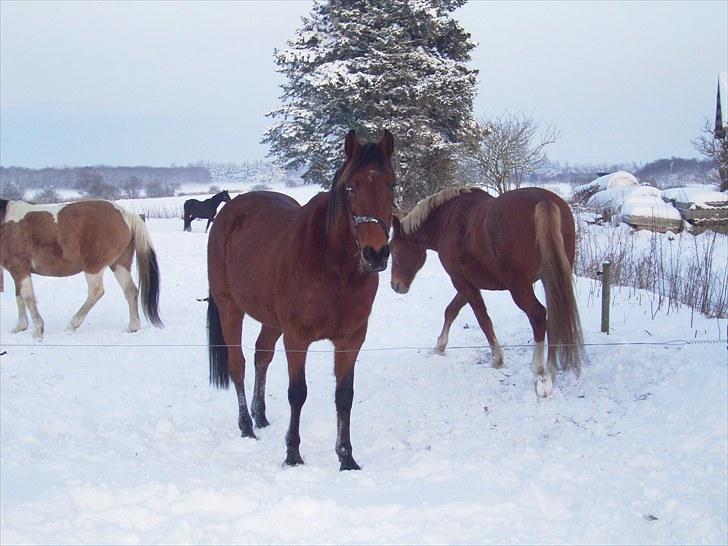 Traver Delphi - Vinter bamset pelsdyr... billede 7