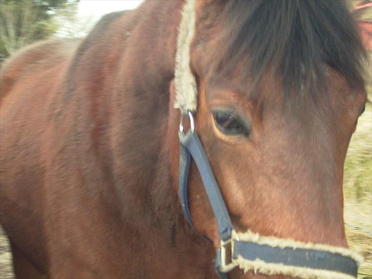 Traver Delphi - Er jeg ikke bare nuttet... billede 9