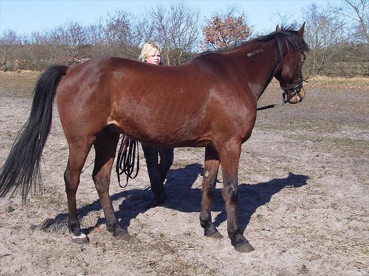 Traver Delphi - S&#229; lad os da komme i gang... billede 13