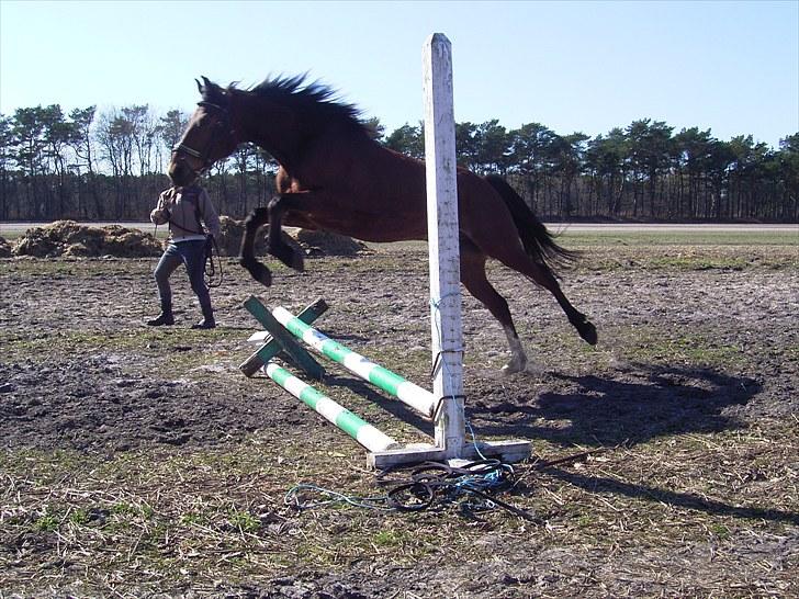 Traver Delphi - Delphi i hopla... billede 14