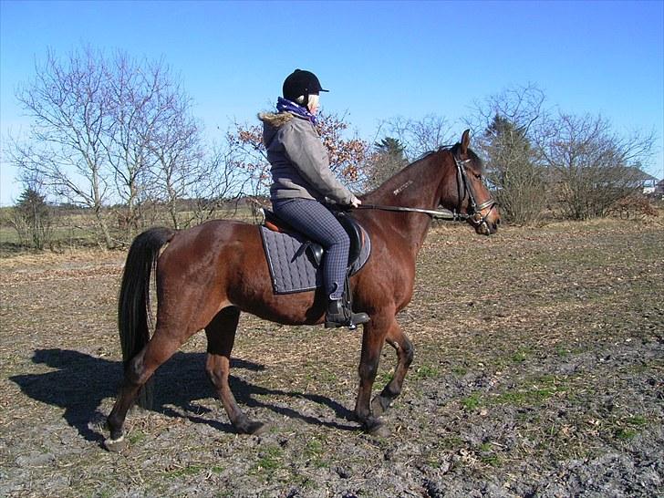 Traver Delphi - Delphi er fin med den nye sadel... billede 16