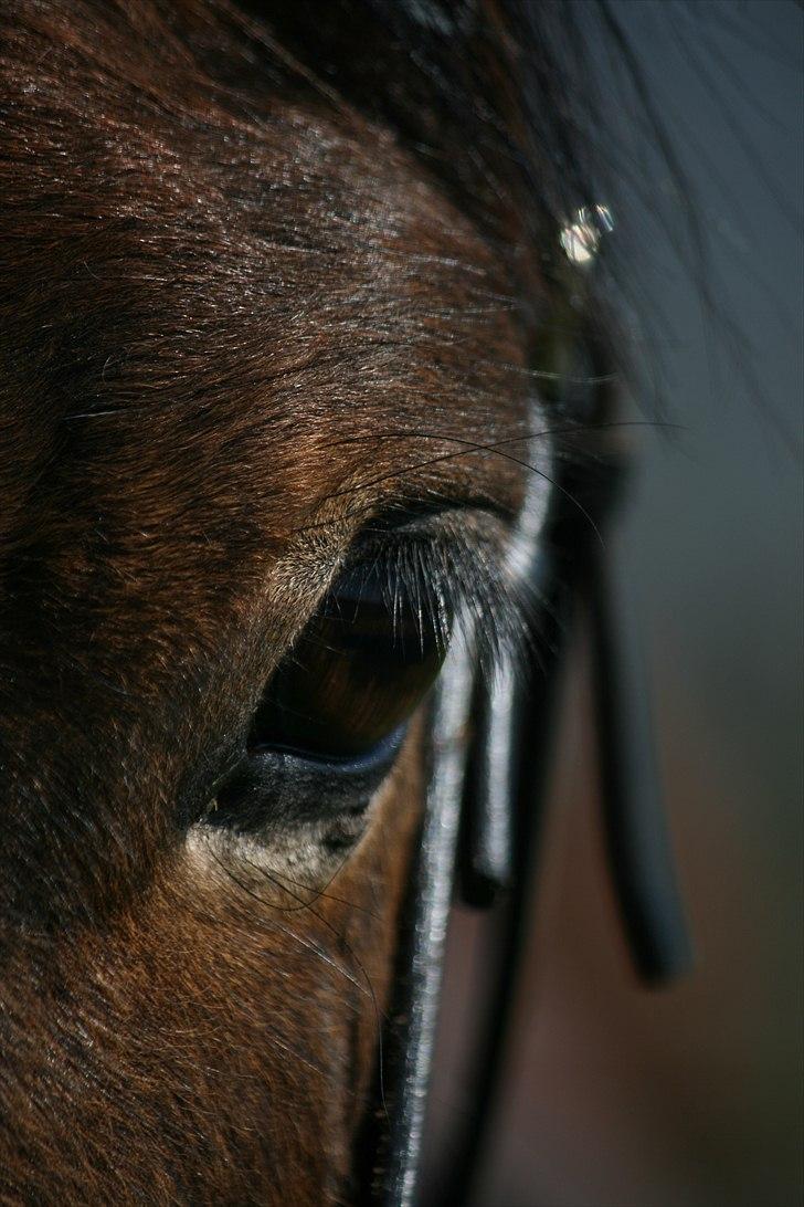 Welsh Cob (sec D) Thornvig Welsh Sensation billede 1