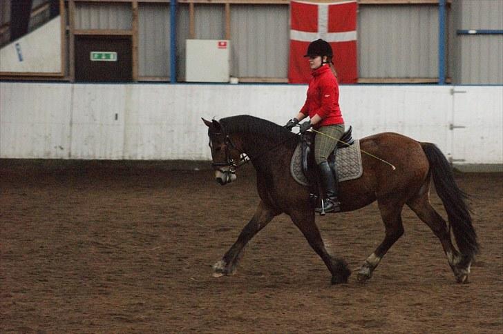 Welsh Cob (sec D) Thornvig Welsh Sensation - d. 1. april 2010 billede 2