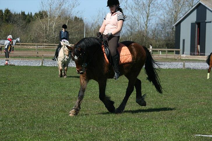 Welsh Cob (sec D) Thornvig Welsh Sensation - Bidløs træning d. 20. maj 2011 billede 3