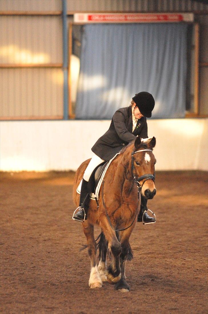 Welsh Cob (sec D) Thornvig Welsh Sensation - LC2 i Skjern 2011 billede 4