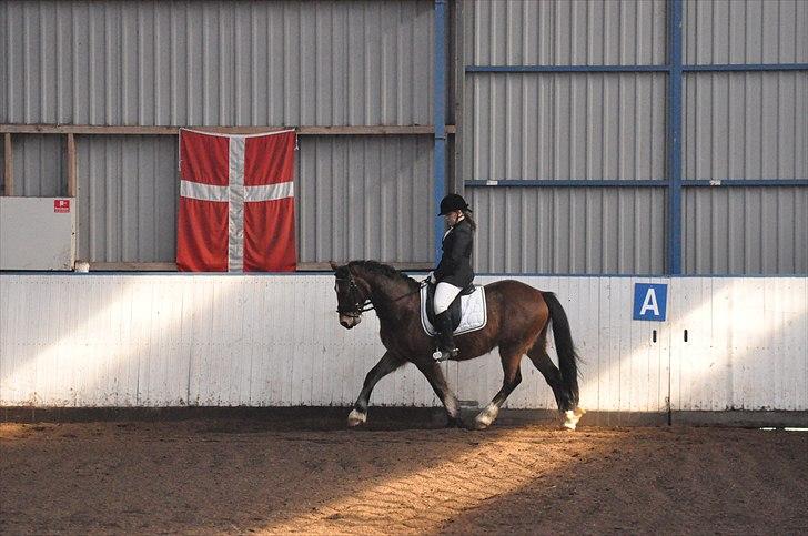 Welsh Cob (sec D) Thornvig Welsh Sensation - LC2 i Skjern 2011 billede 5