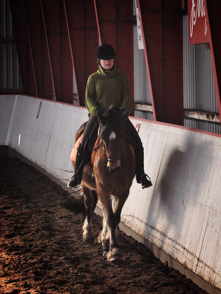 Welsh Cob (sec D) Thornvig Welsh Sensation - Træning d. 20. februar 2011 billede 6