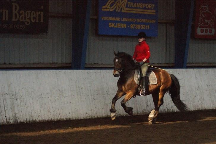 Welsh Cob (sec D) Thornvig Welsh Sensation - d. 1. april 2010 billede 7