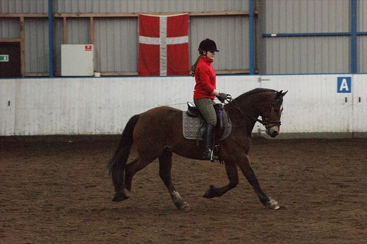 Welsh Cob (sec D) Thornvig Welsh Sensation - d. 1. april 2010 billede 8