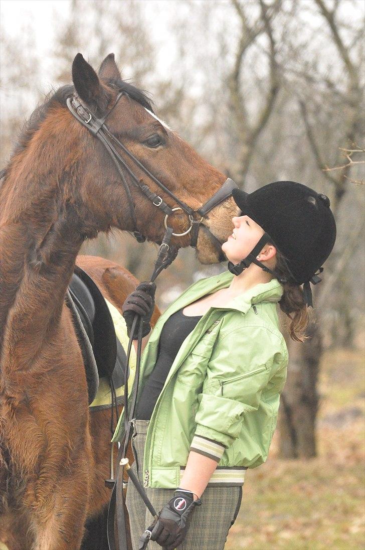 Welsh Cob (sec D) Thornvig Welsh Sensation - Elsk ! <3 billede 9