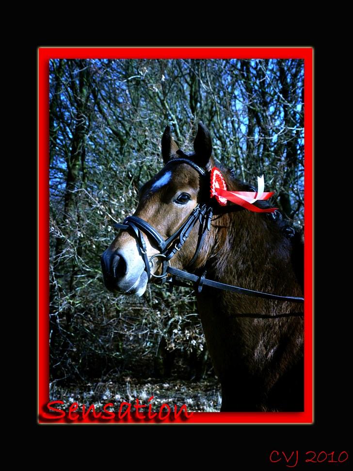 Welsh Cob (sec D) Thornvig Welsh Sensation billede 10