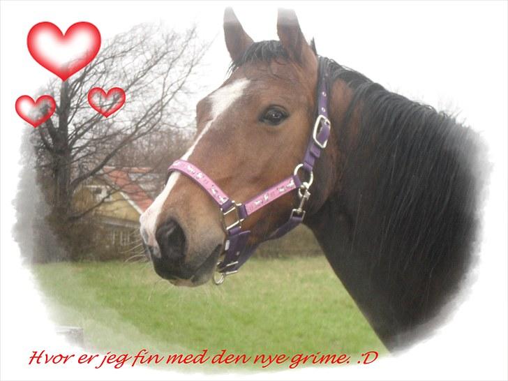 Anden særlig race Maggie billede 5