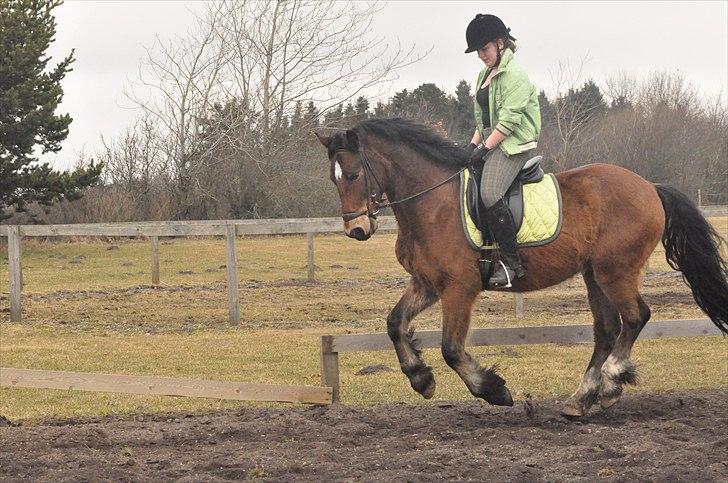 Welsh Cob (sec D) Thornvig Welsh Sensation - Træning d. 20. marts 2011 billede 11