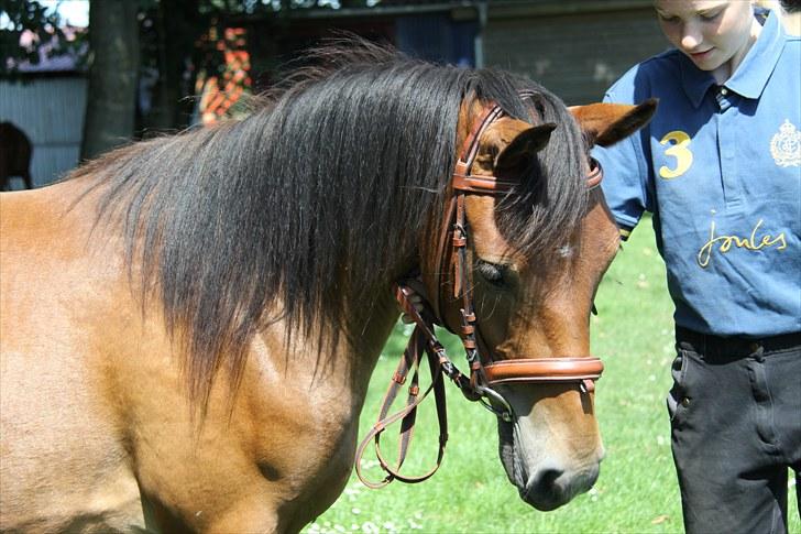 Pinto Dark Daimond<3 billede 9