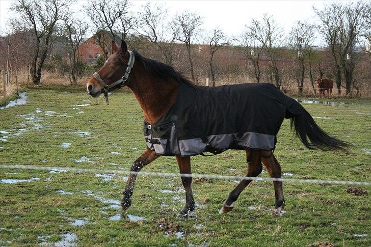 Pinto Dark Daimond<3 - Foto: Cecillie Zavareh billede 16