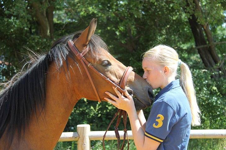 Pinto Dark Daimond<3 billede 17