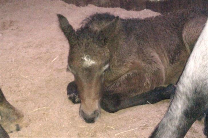 Connemara <3Asasara Hugin<3 billede 4