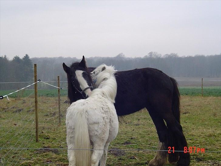 Irish Cob Kloster's Maxi - *vikarhesten* billede 7
