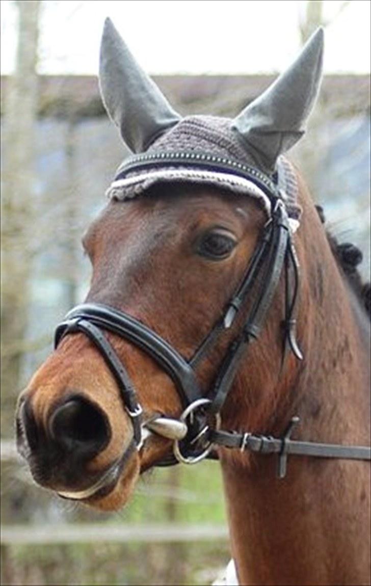 Anden særlig race Bounty <3 SOLGT billede 1