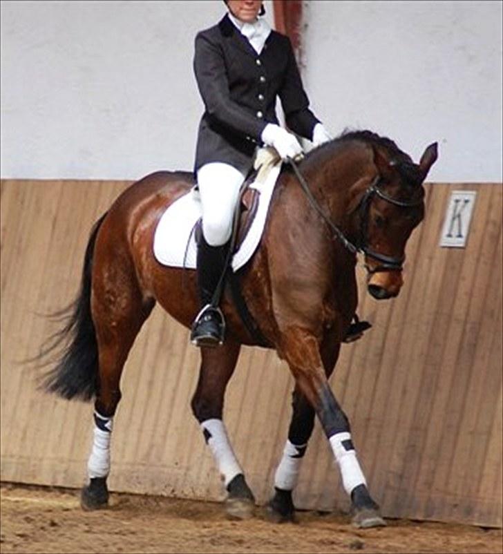 Anden særlig race Bounty <3 SOLGT billede 4