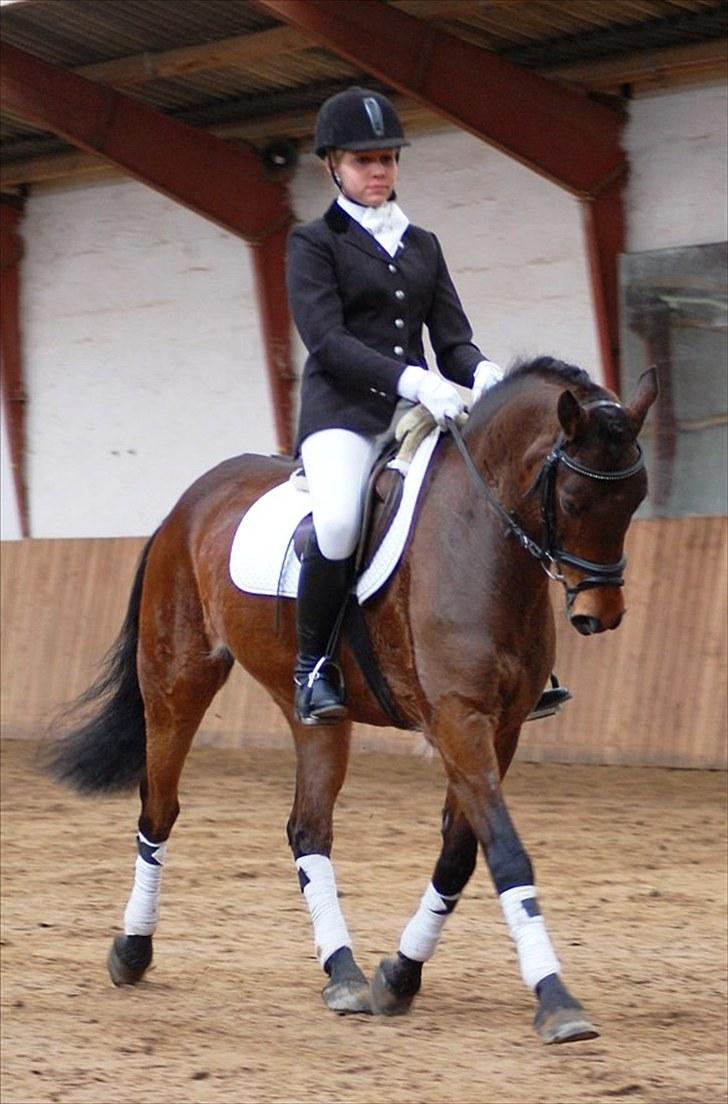 Anden særlig race Bounty <3 SOLGT billede 6