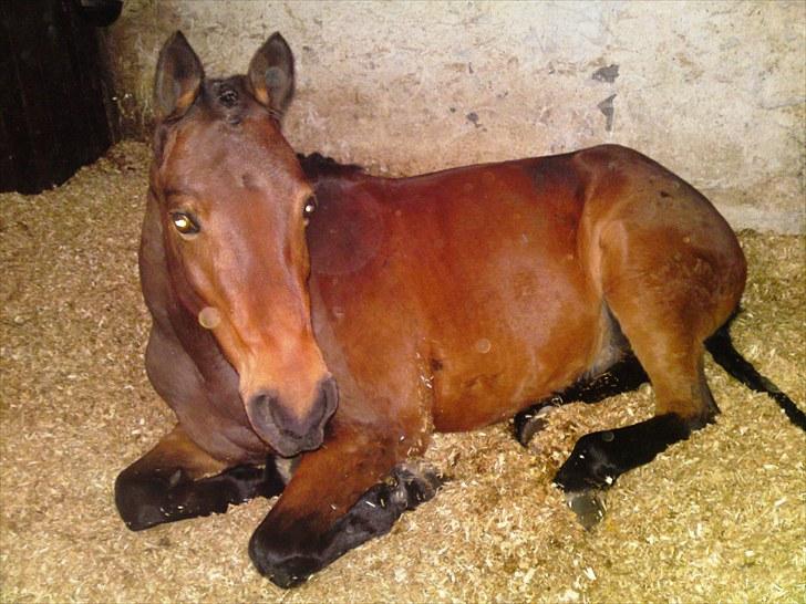 Anden særlig race Bounty <3 SOLGT billede 12