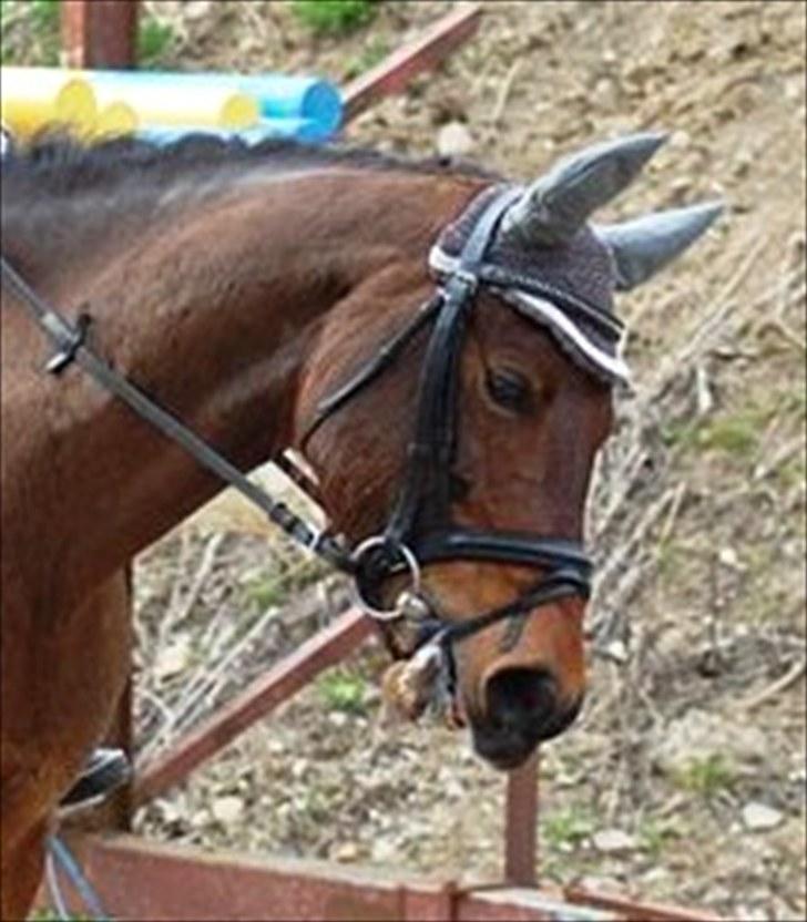 Anden særlig race Bounty <3 SOLGT billede 13