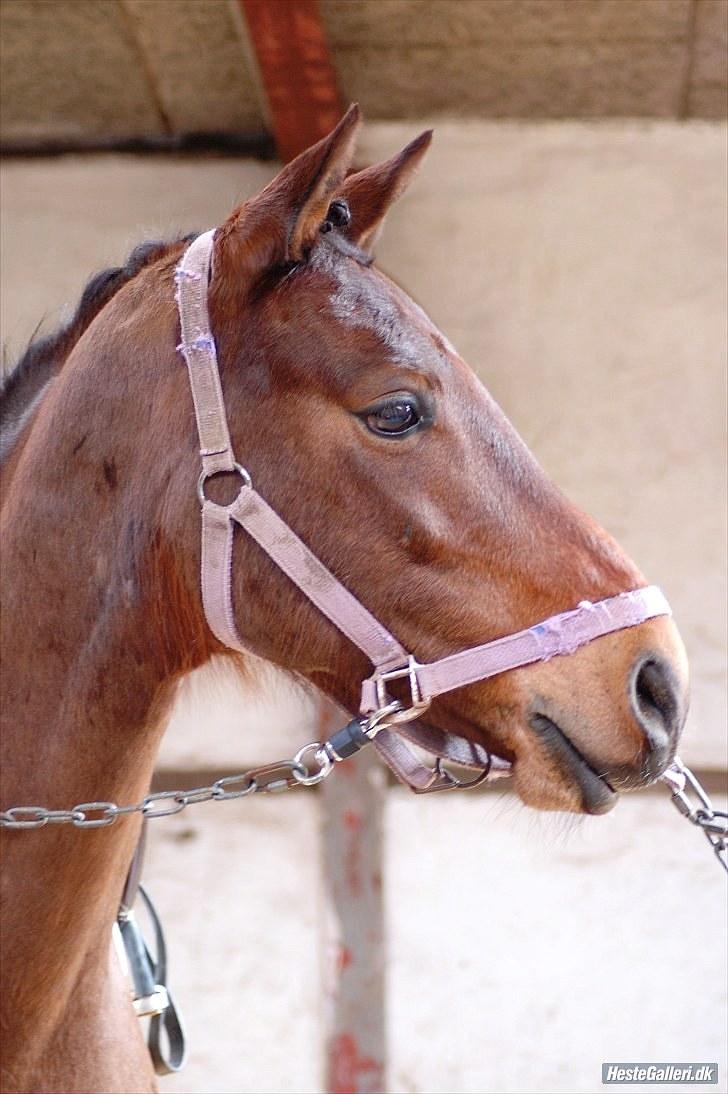 Anden særlig race Bounty <3 SOLGT billede 15