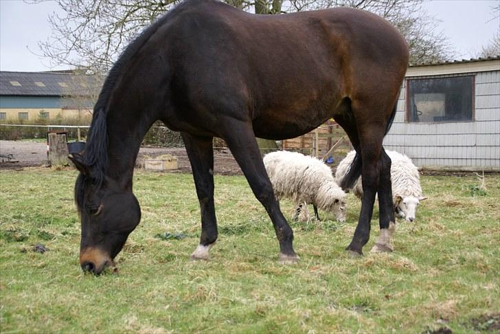 Dansk Varmblod Anita mors hest  - Anita i sit es ...som OVERFÅR!!! billede 8
